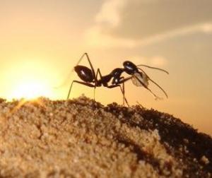 مورچه هنگام مرگ خانوادهی خود را خبر می کند!!!!!
